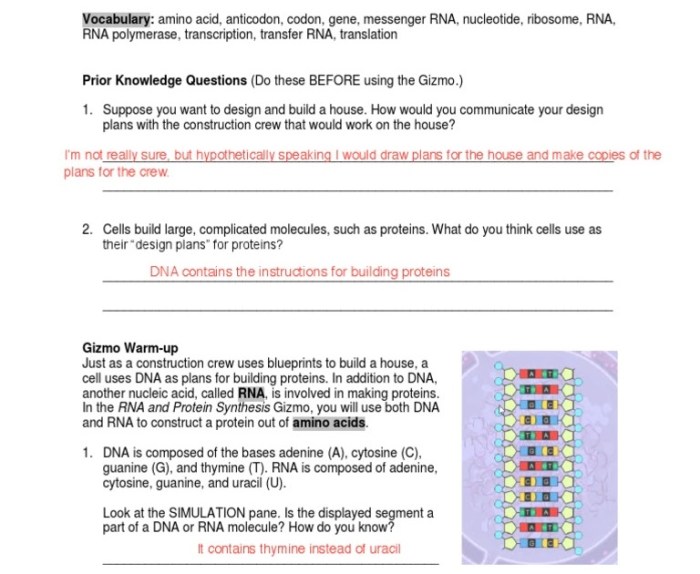 Student exploration building dna answer key