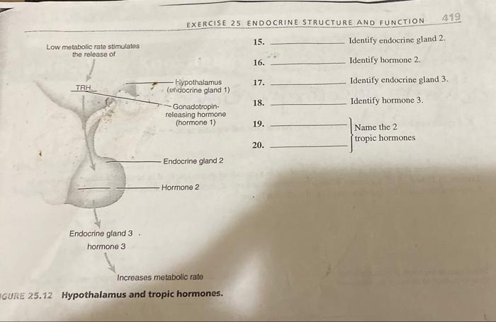 Exercise 25 endocrine structure and function