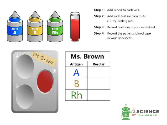 Blood typing game answer key