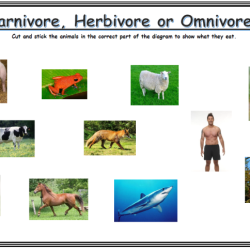 Herbivores omnivores carnivores oh my