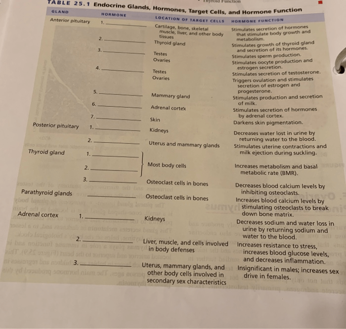 Exercise 25 endocrine structure and function