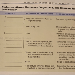 Exercise 25 endocrine structure and function