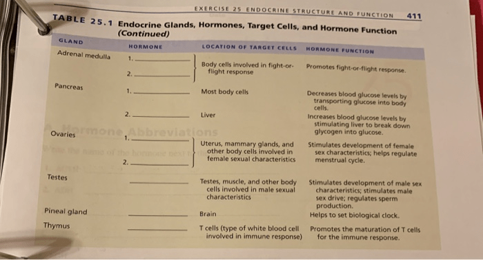 Exercise 25 endocrine structure and function