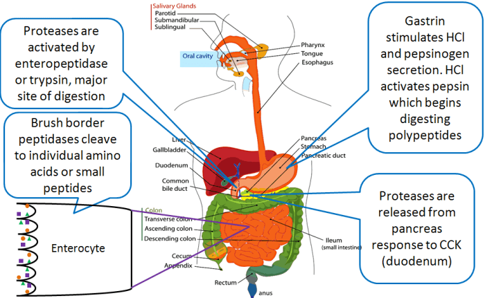 Digestive enzymes digestion labeled fats storyboard liver digested organs functions organ stomach intestine activity gallbladder proteins