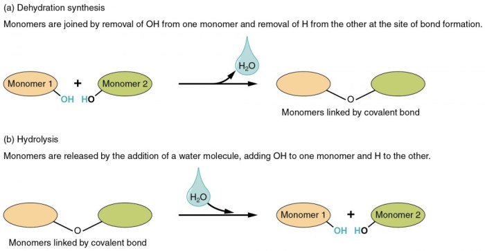 Dehydration synthesis and hydrolysis worksheet