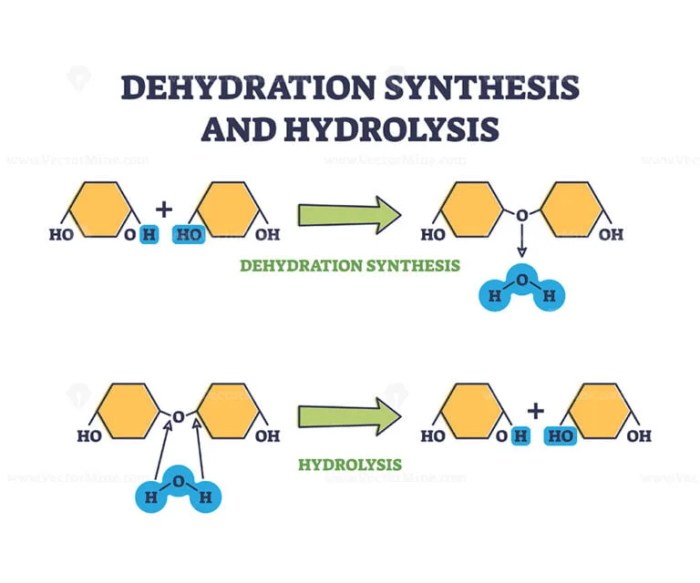 Dehydration synthesis and hydrolysis worksheet