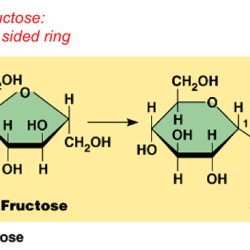 Dehydration synthesis and hydrolysis worksheet