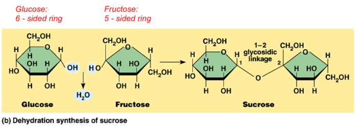 Dehydration synthesis and hydrolysis worksheet