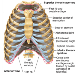 Cage rib thoracic ribs sternum anatomy sternal structure typical physiology ribcage pain skeletal cages