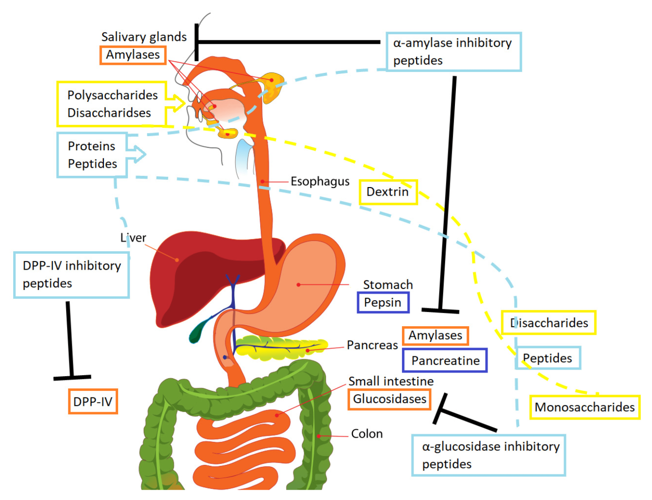 Match the enzyme to its action in carbohydrate digestion.